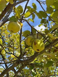 Bastide des Grands Pins