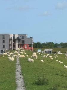 Nordseeblick Wohnung Möwe