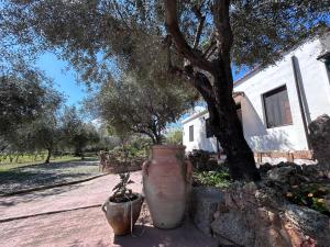 casa Sa Breca img37