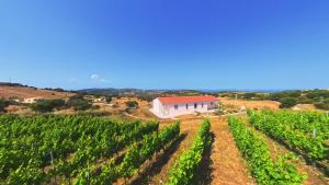 Il Sughereto In Vigna