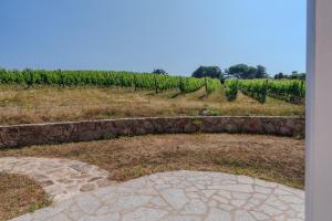 Il Sughereto In Vigna