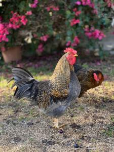 Villa Peditoltu img10