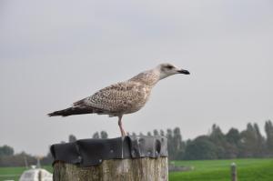 Ferienhaus Strandläufer