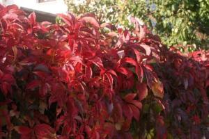 Apartment für 3, nicht für Monteure