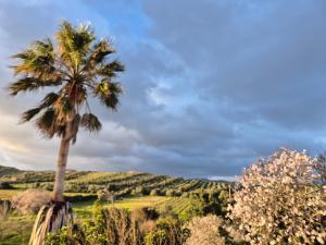 Fico d'India Country View img23