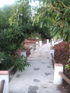 El Olivarillo