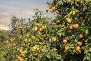 Finca RÚSTICA FELOSTAL Son Soleclau with Sauna & Pool