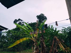 Homestay Budget Kampung Bunut Payong
