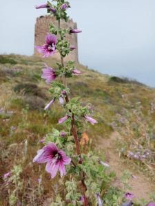 Ulivi 17 img30