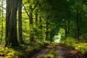 Waldgästehaus Externsteine