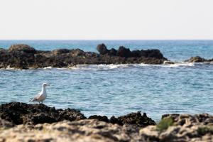 Villa Aleardi Vacanze in Salento