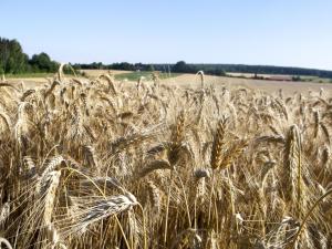 Hof am Horn - Fewos in der Natur