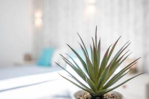 Apartamento Amarelo T1