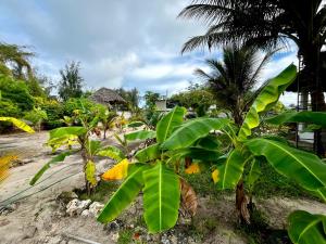 Apartments Maliki, Matemwe