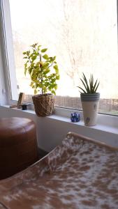 The Weeping Willow Retreat - Ecaterina