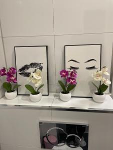 Neue Orchideen-apartments Im Haus