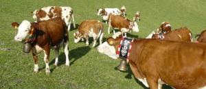 Apartment Bärental - Gruberhof