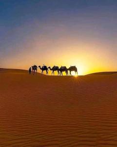 Dunes Activity Camp