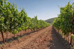 Agriturismo Col Moschin