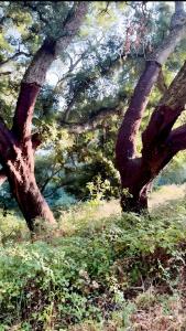 Finca El Búho Oak Natural Park