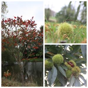 Castanea, Chambres dHôtes