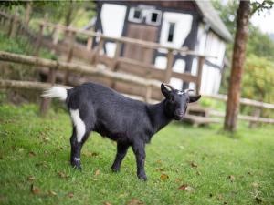 Bio Ferienbauernhof Voß