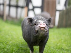 Bio Ferienbauernhof Voß