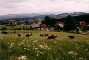 Ferien Auf Dem Steingrubenhof