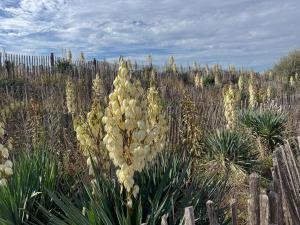 Aurora, magnifique, classé 3 étoiles, 6 personnes, accès direct plage, parking privé, vue mer à travers la pinède