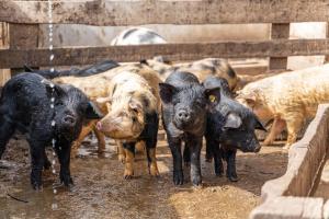 Historisches Apartment Duregghof