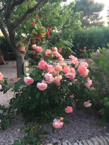 Villa Désirée Agde - Studio dHôte