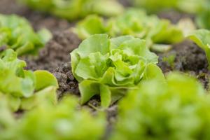 Ferienwohnungen Inner-Glieshof