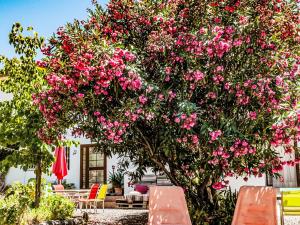 Apartment Tortuga - Nido Aguila Blanca by Interhome