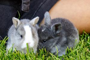 Apartments Perfila Morgenrot