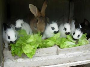 Chambres - Ferme De Créach-Gourlès