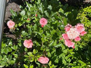 Ferienhaus Ilse Hans