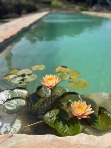 Podere Terraviva - apt Mimosa