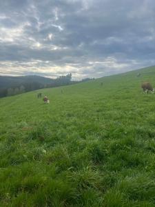 Ferienhaus am Kapellenhof