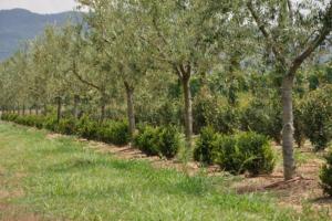 Agriturismo I Macchiaioli