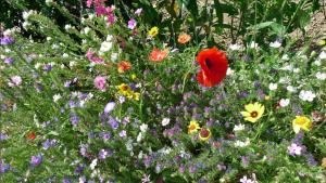 Ferienwohnung Peterberg 22, 45qm