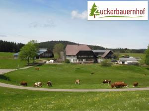 Zuckerbauernhof Unterkunft mit Hund