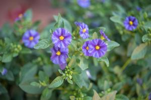 Flat La Galatea img23