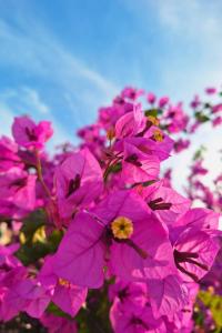 Apartment Große Wohnung in Pješčana Uvala mit Eigenem Balk by Interhome