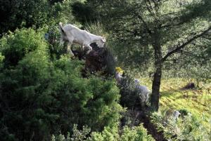 Ecoagroturismo Las Nieves