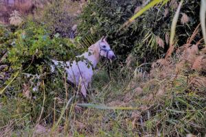Ecoagroturismo Las Nieves