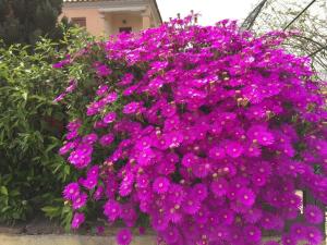 Villetta Il Corallo img15