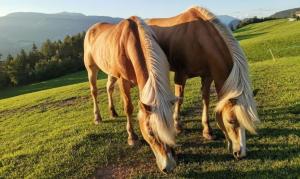 Studio Santnerblick Gfliererhof