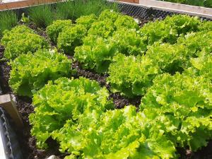 Ronacherhof Apt Ringelblume