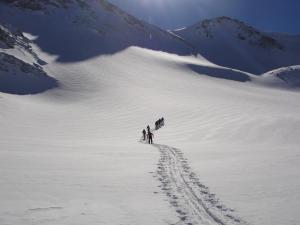 Stella Alpina Tano di Grich