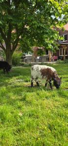 Ferienwohnung Wiesmoor - Ranch